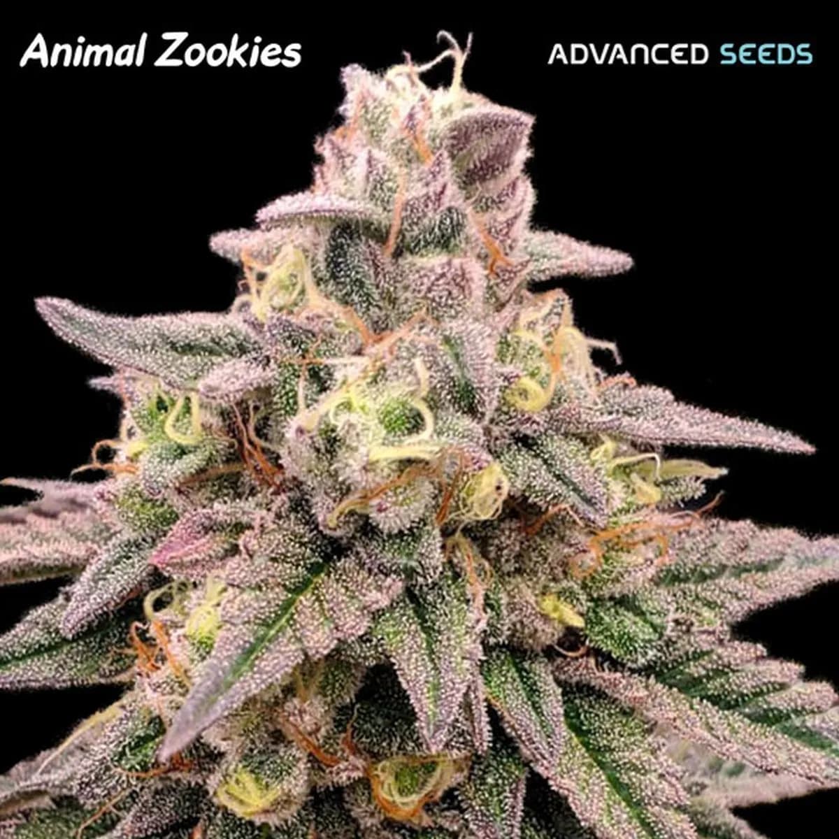 Animal Zookies