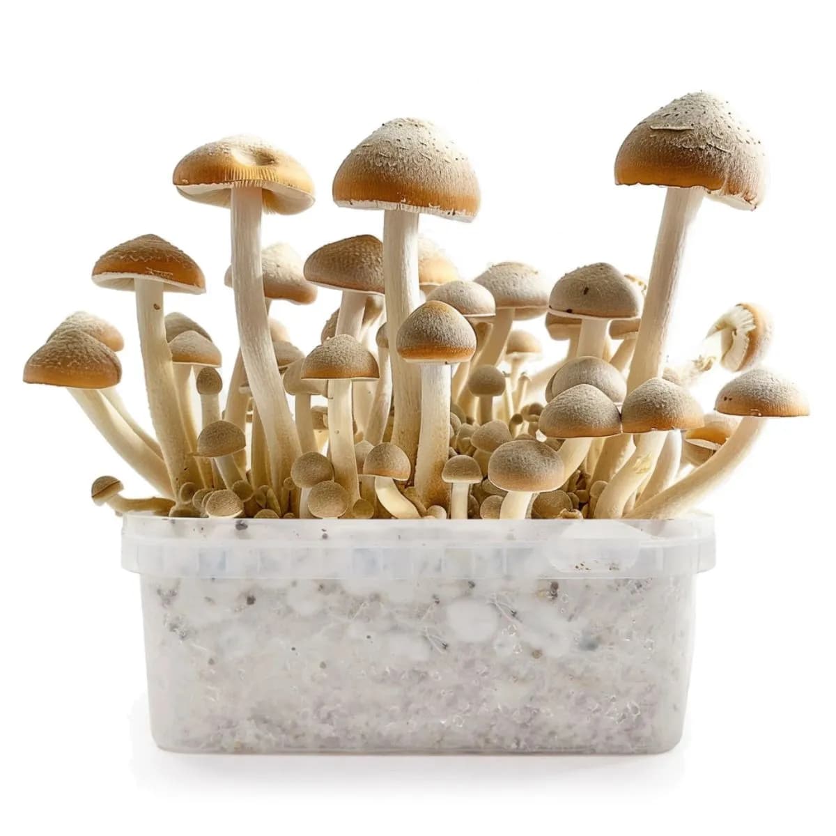 Cambodia Magic Mushroom Grow Kit