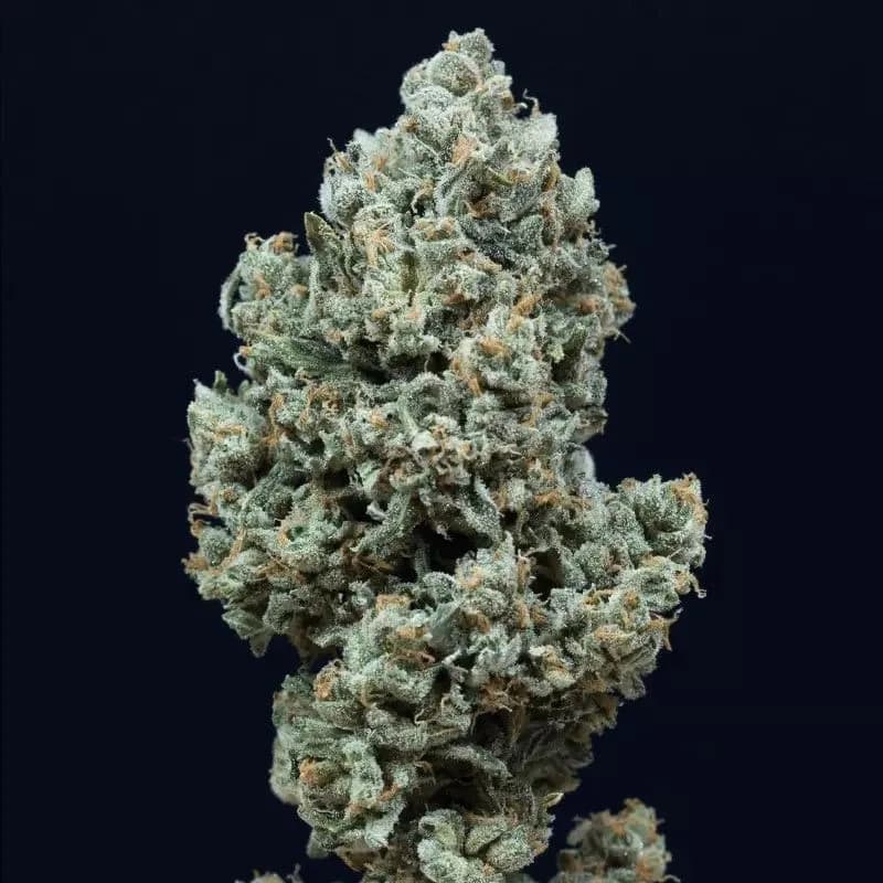 Critical+ 2.0 Autoflowering