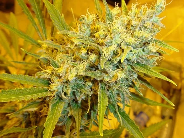 Critical Haze