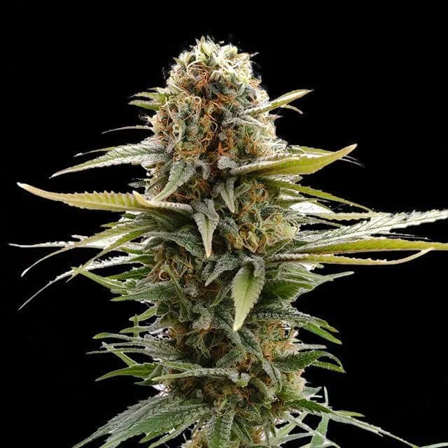 GSC