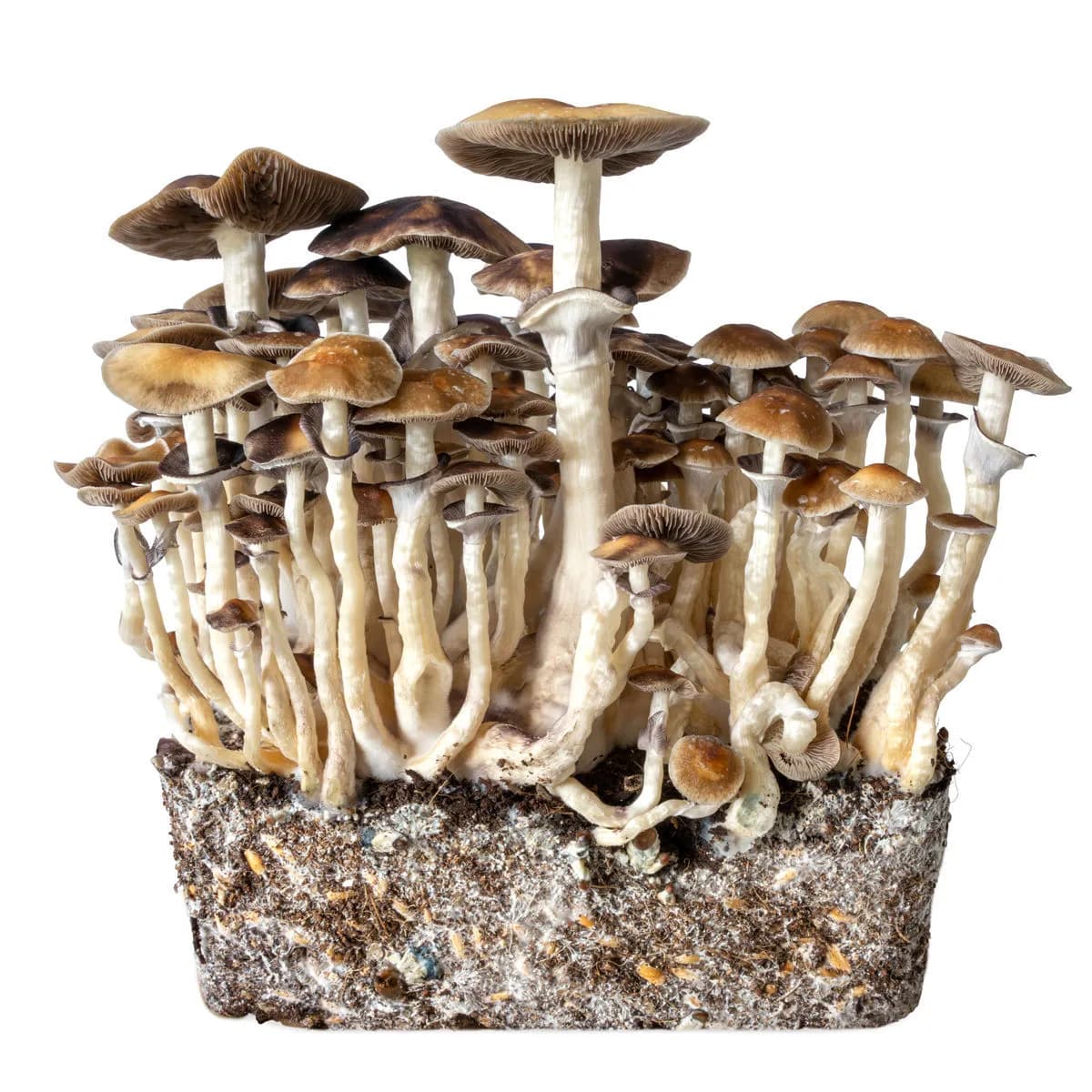 Hawaii Flüssigkultur-Spritze (Acid Shroomz)