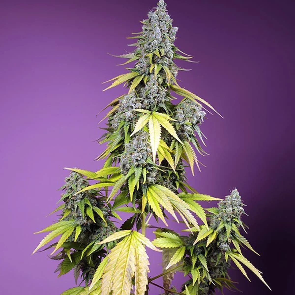 Jet Fuel Mandarine XL