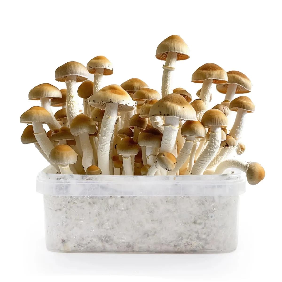 McKennaii Magic Mushroom Grow Kit