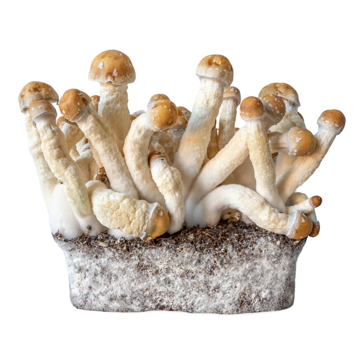 Penis Envy Flüssigkultur-Spritze (Acid Shroomz)