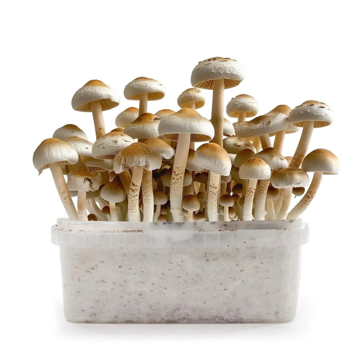 PES Amazonian Grow Kit