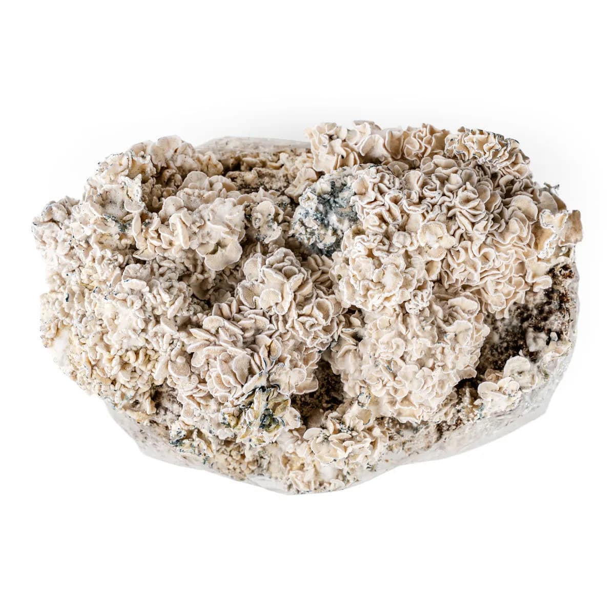 Ready-2-Grow Bag 'Enigma' Zuchtset