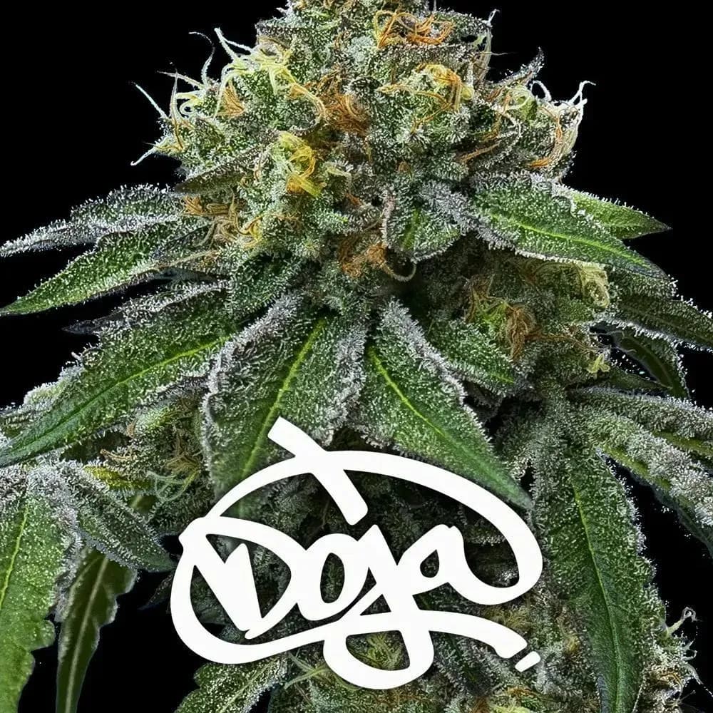 RS11 x Banana OG
