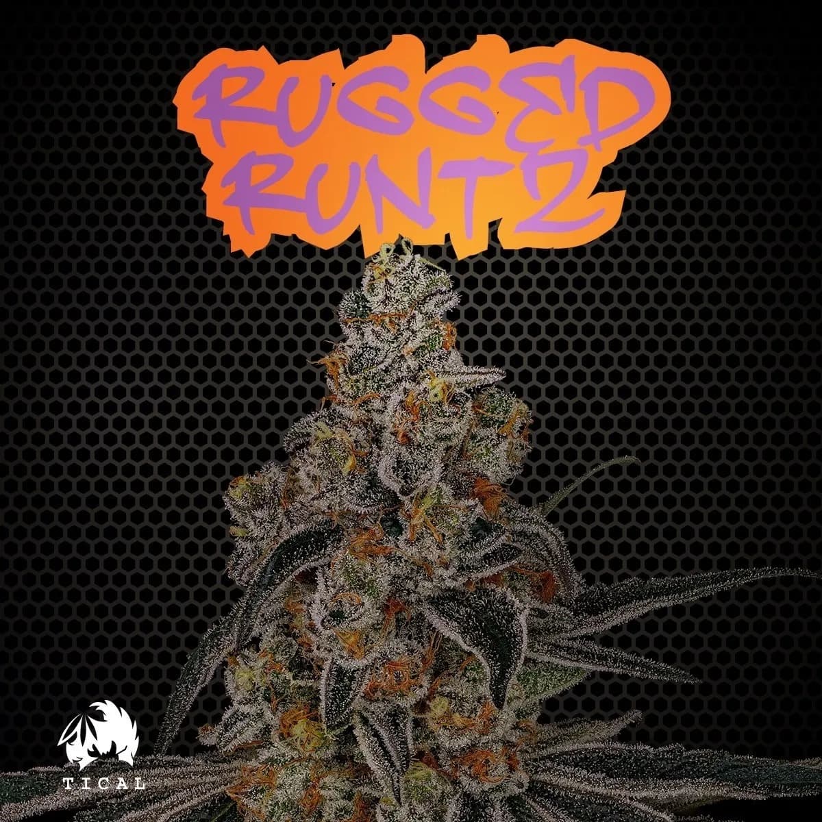 Rugged Runtz (TICAL)
