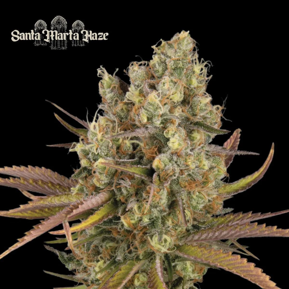 Santa Marta Haze Auto (Seedstockers)