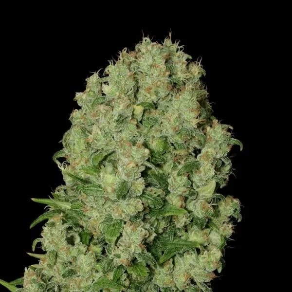 White Russian