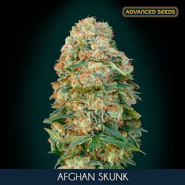 Afghan Skunk