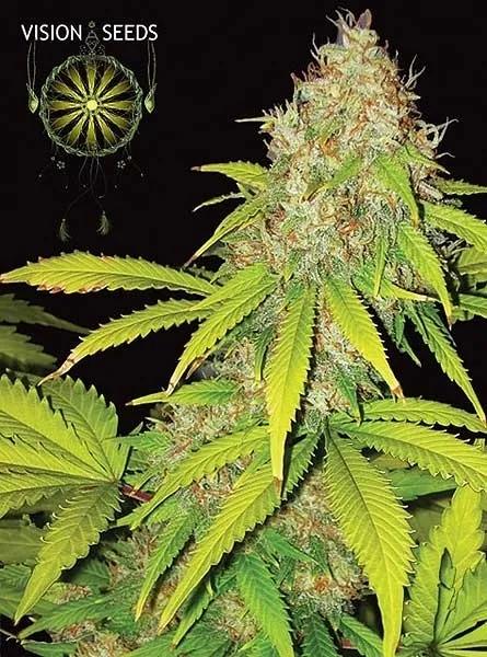 AK-49 Autoflowering