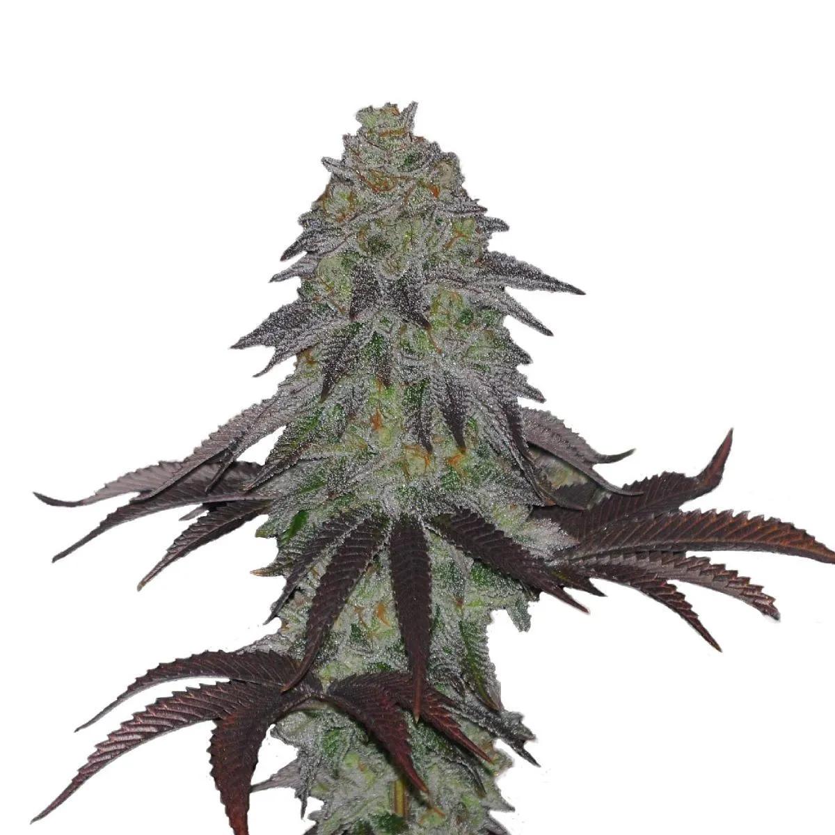 AK Choco Kush
