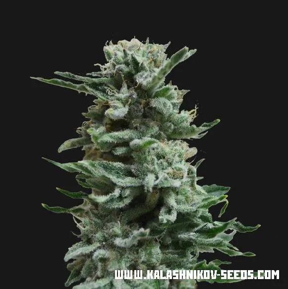 AK Skunk Auto