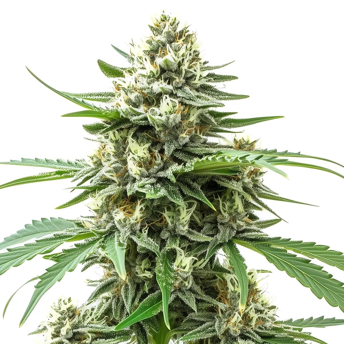 Alien OG Auto