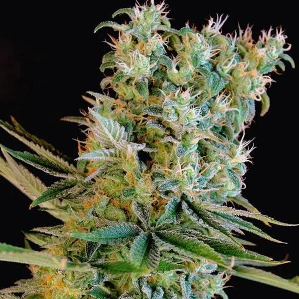 Amnesia Bilbo