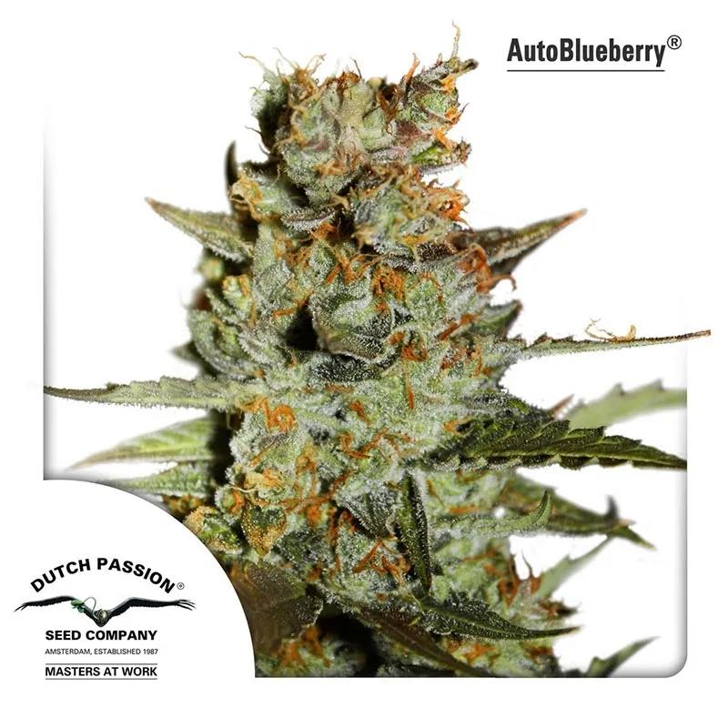 Auto Blueberry