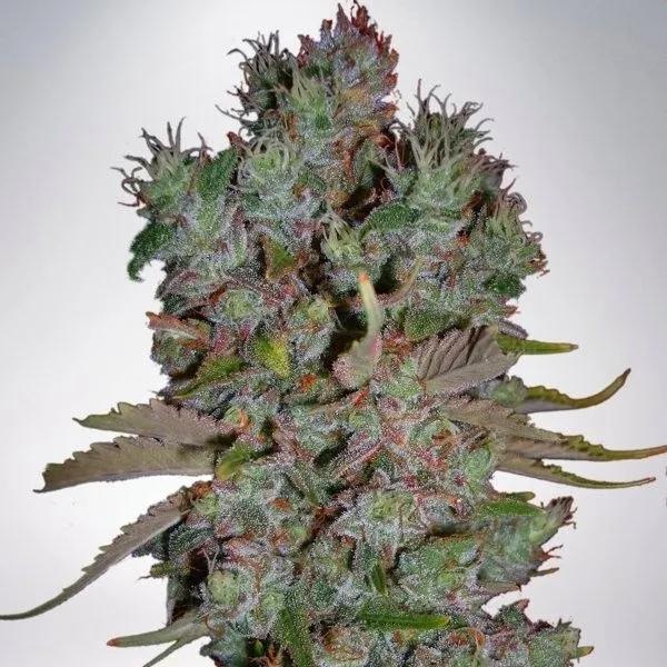 Auto Blueberry Domina
