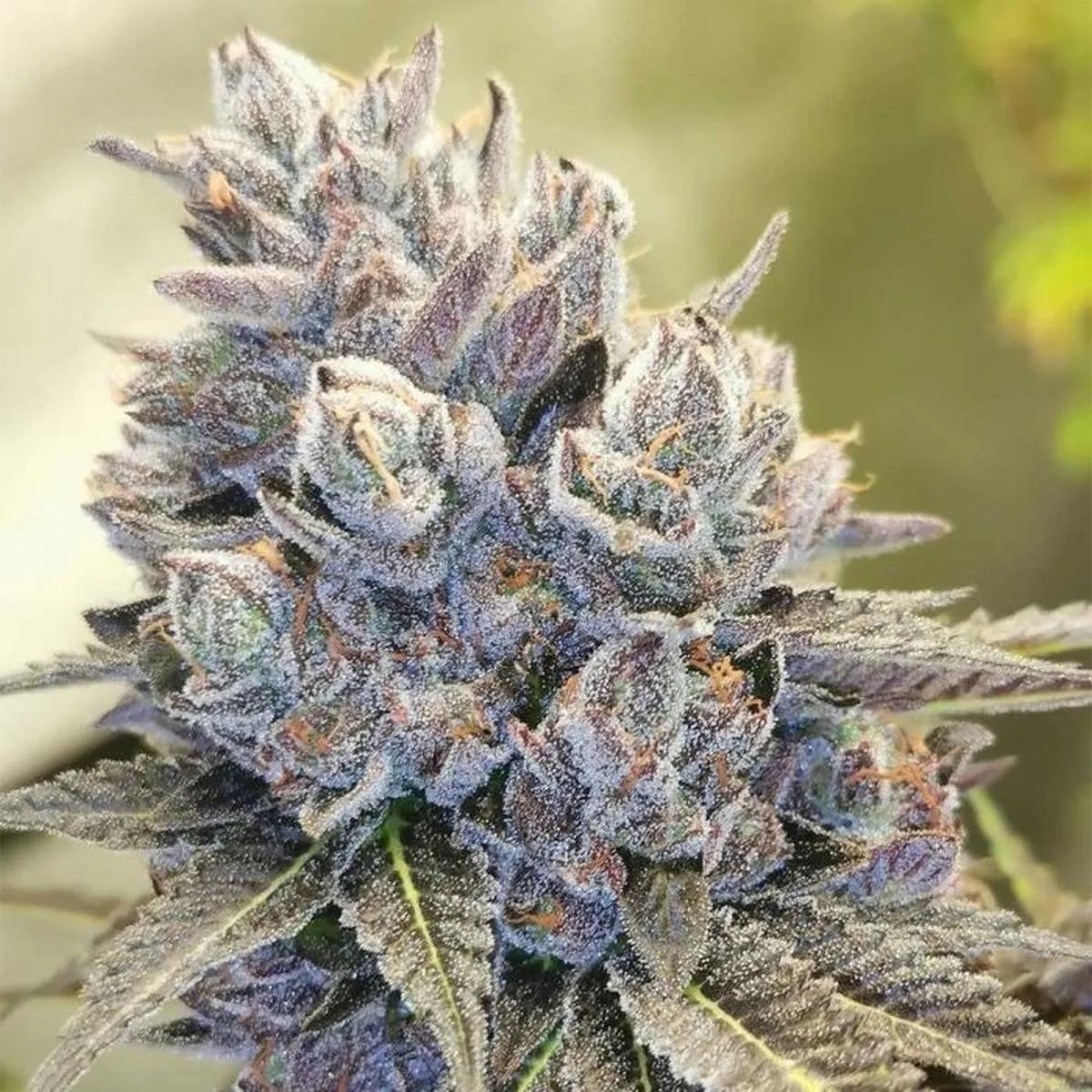 Auto Fruity Kuntz