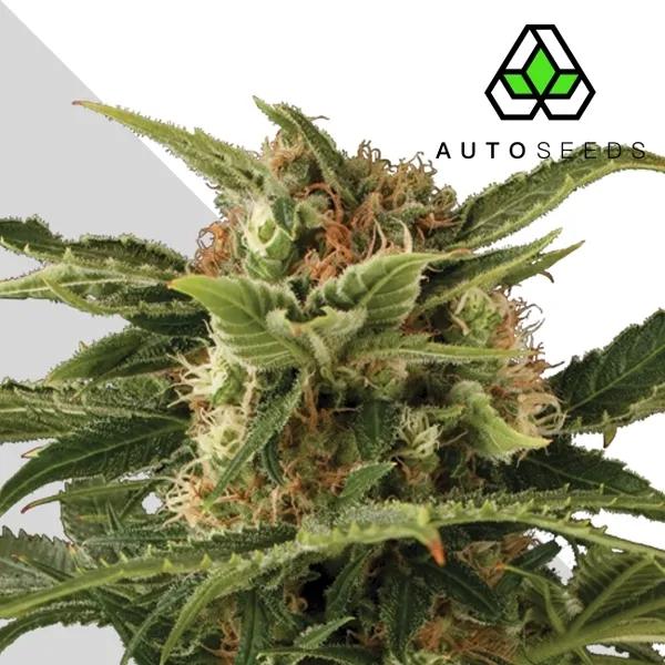 Auto Pounder