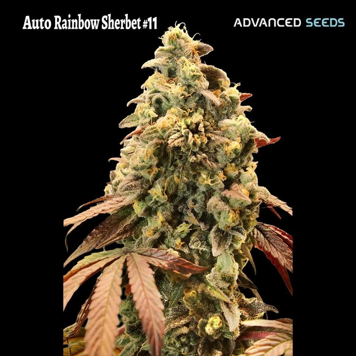 Auto Rainbow Sherbet 11