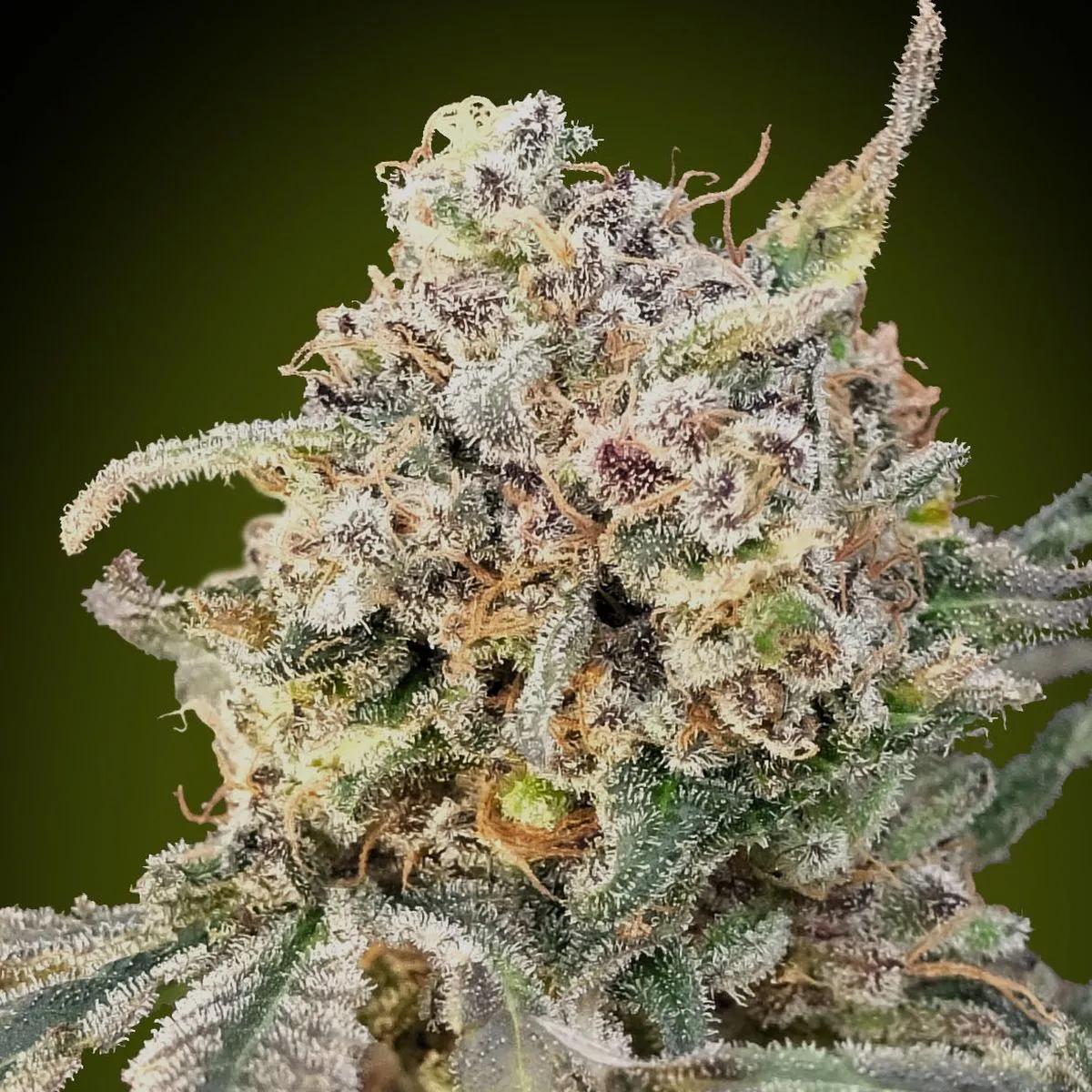 Auto Somango Glue