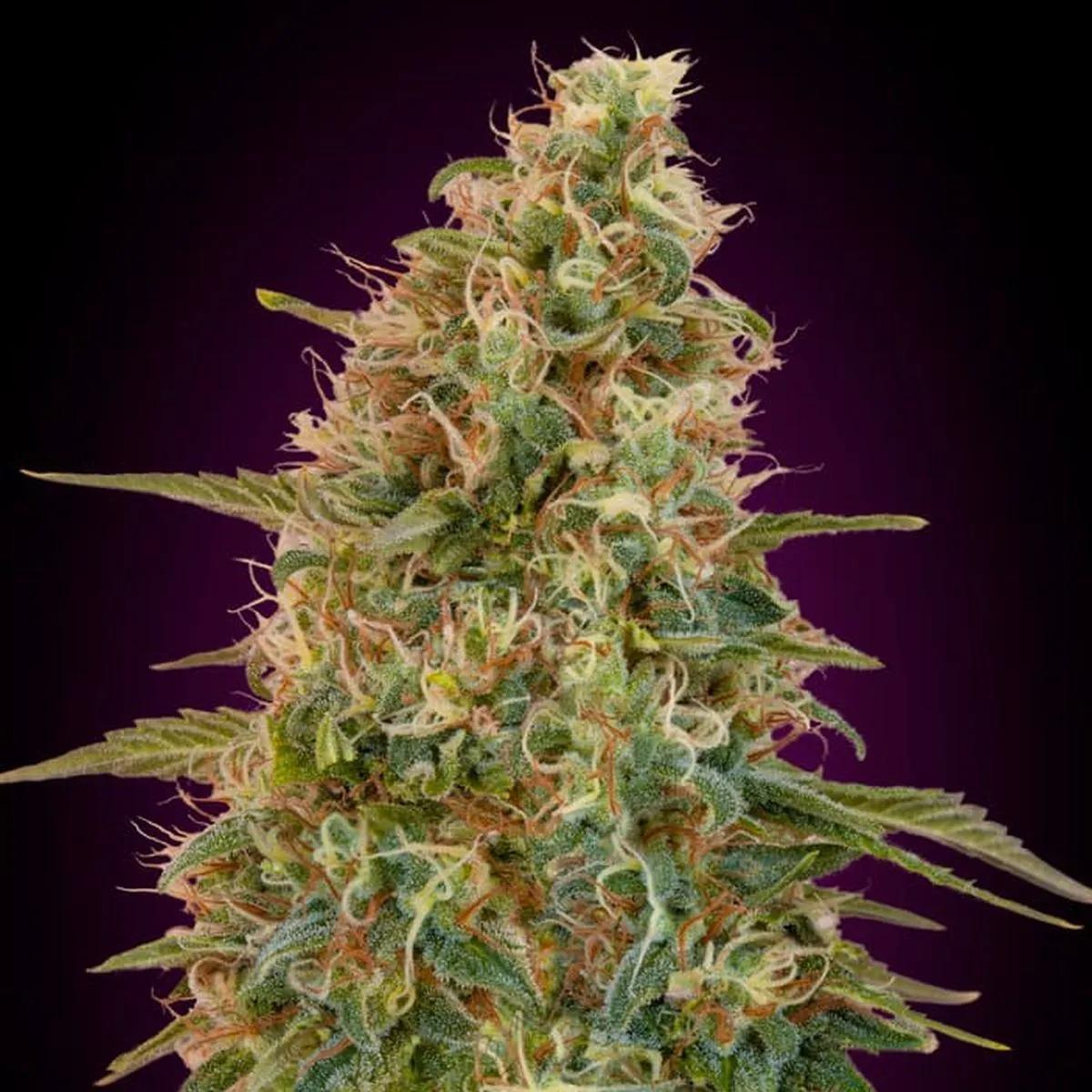 Auto Zkittlez