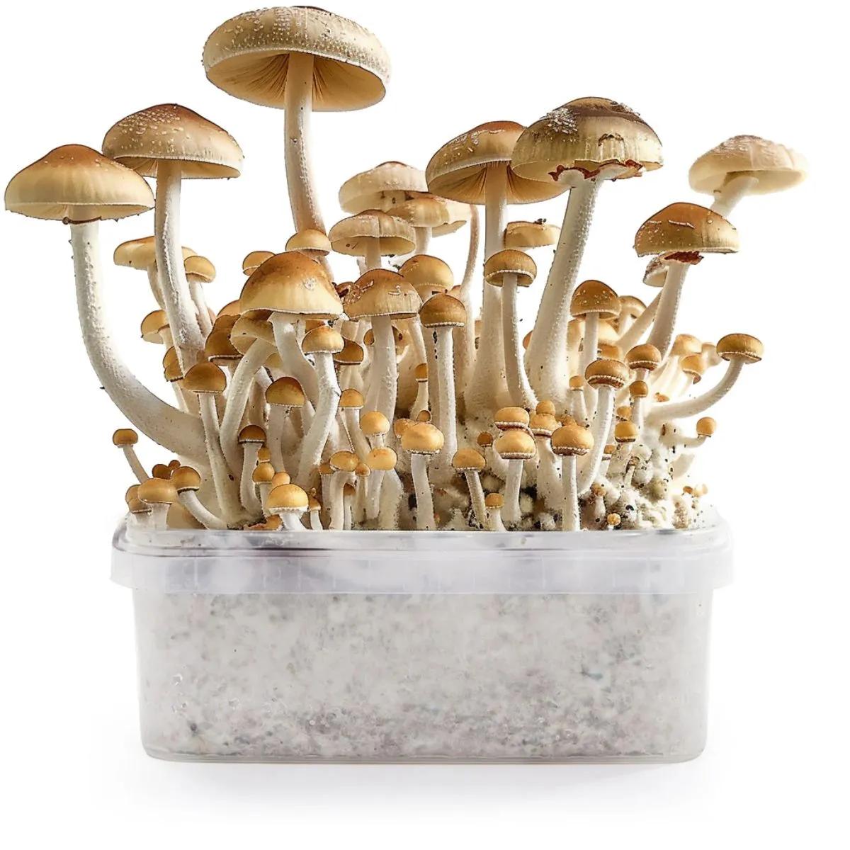 B+ Magic Mushrooms