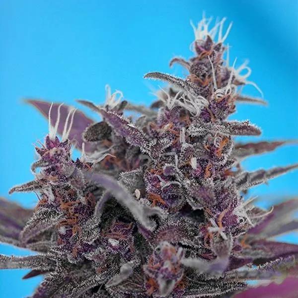 Black Cream Auto