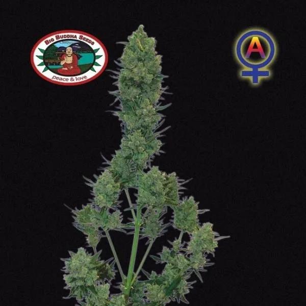 Blue Cheese Autoflower