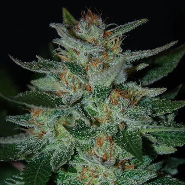 Blue Cheese