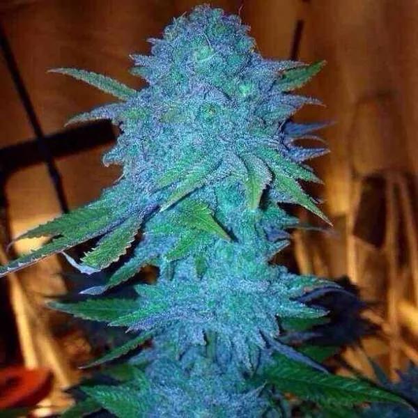 Blue Forest Berry