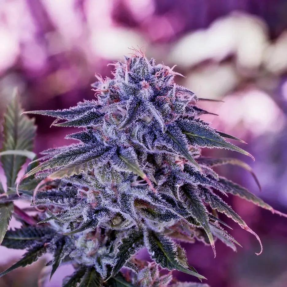 Blue Rhino
