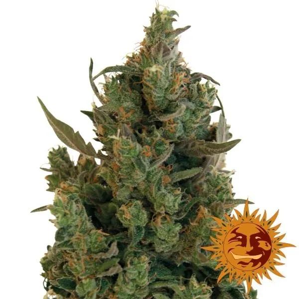 Blueberry Cheese