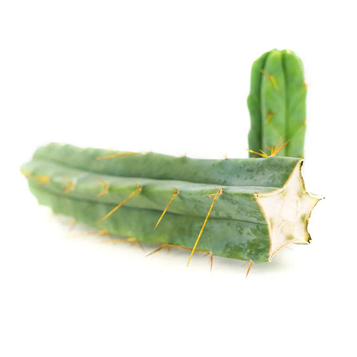 Bolivianischer Säulenkaktus (Bolivian Torch)