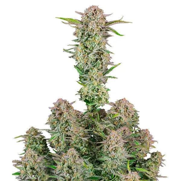 Bruce Banner
