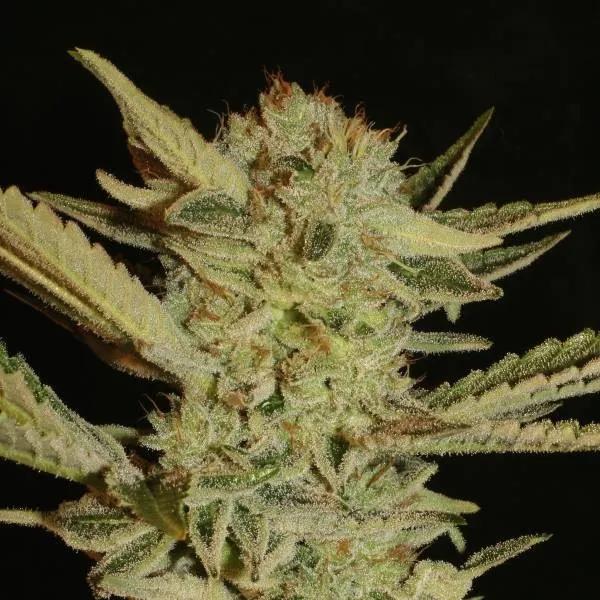 Bubble Gum