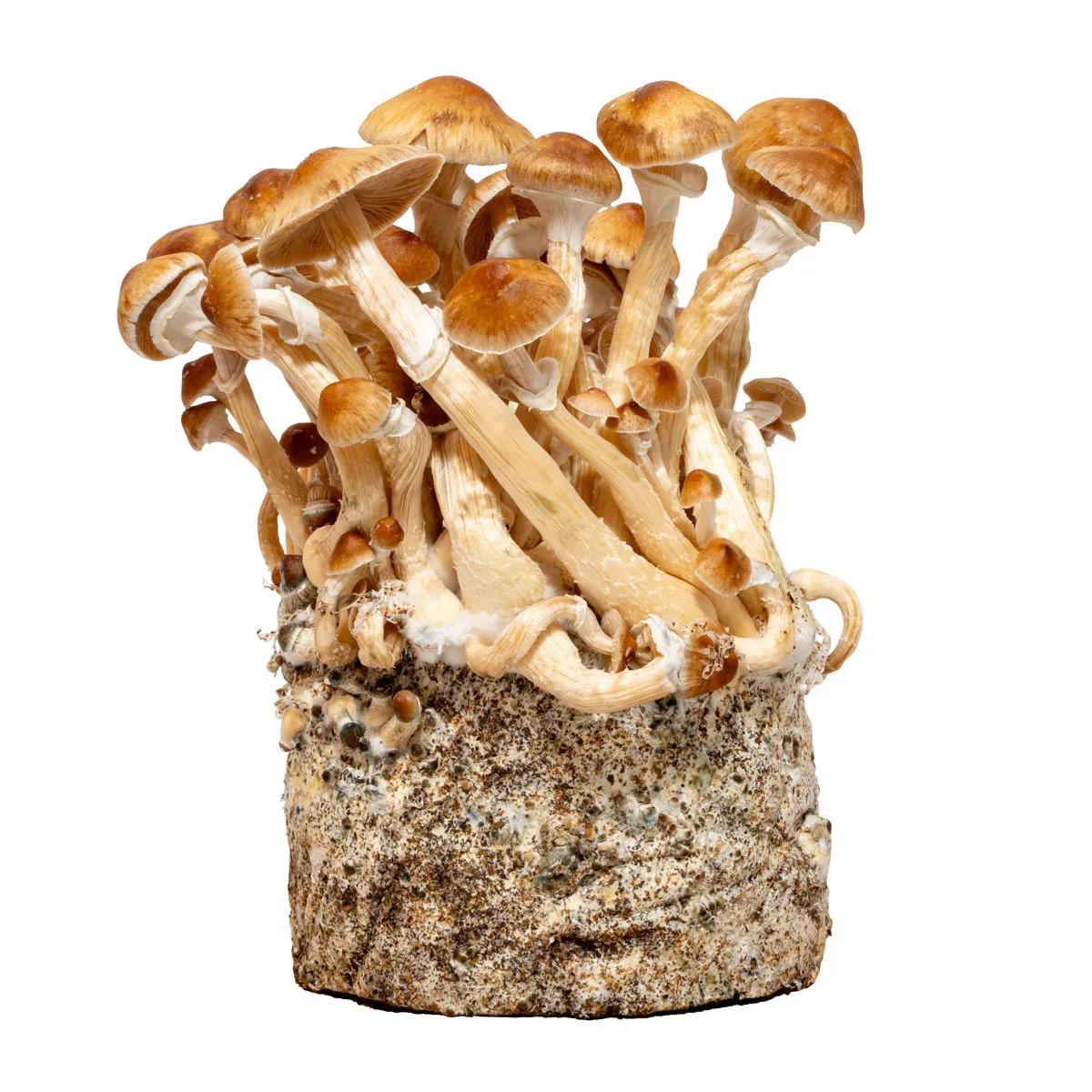Cambodia Flüssigkultur-Spritze (Acid Shroomz)