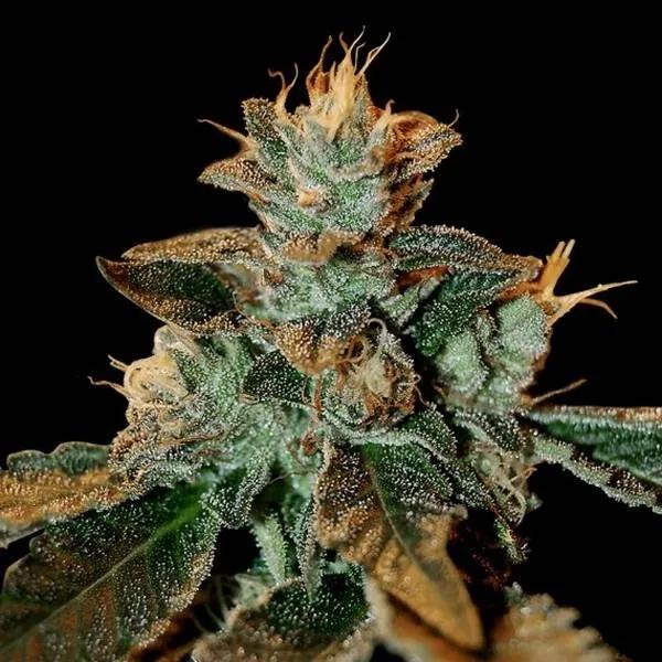 Cataract Kush