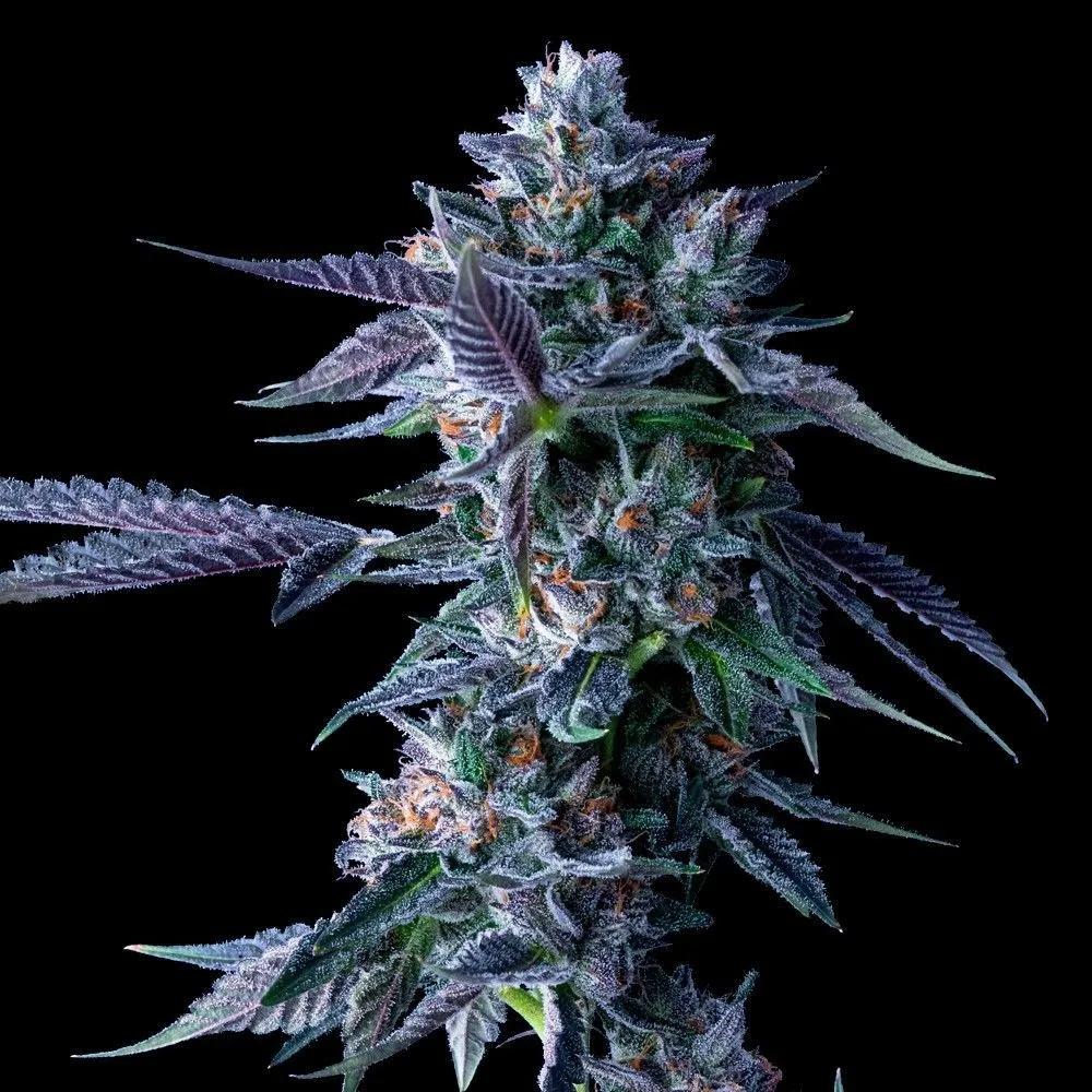 Chocolope