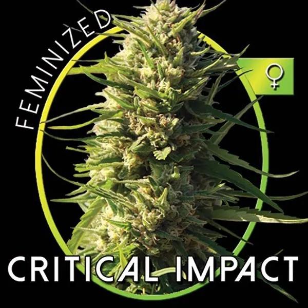 Critical Impact