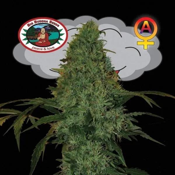 Critical Mass Autoflower