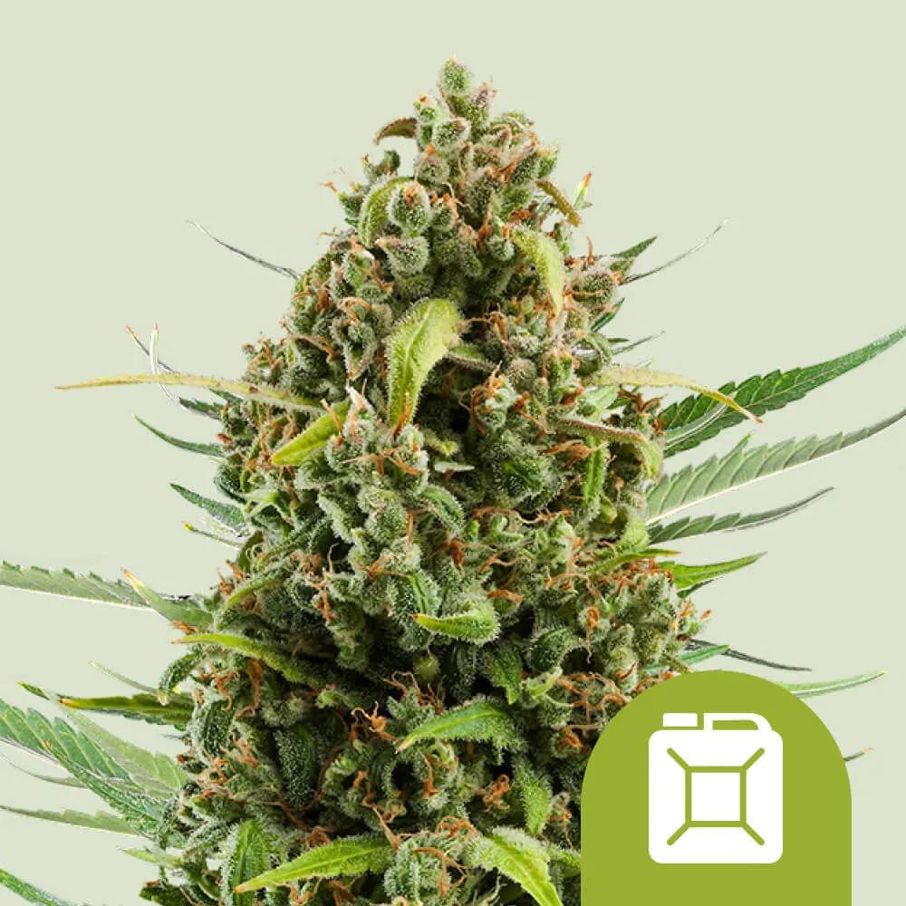 Diesel Autoflower
