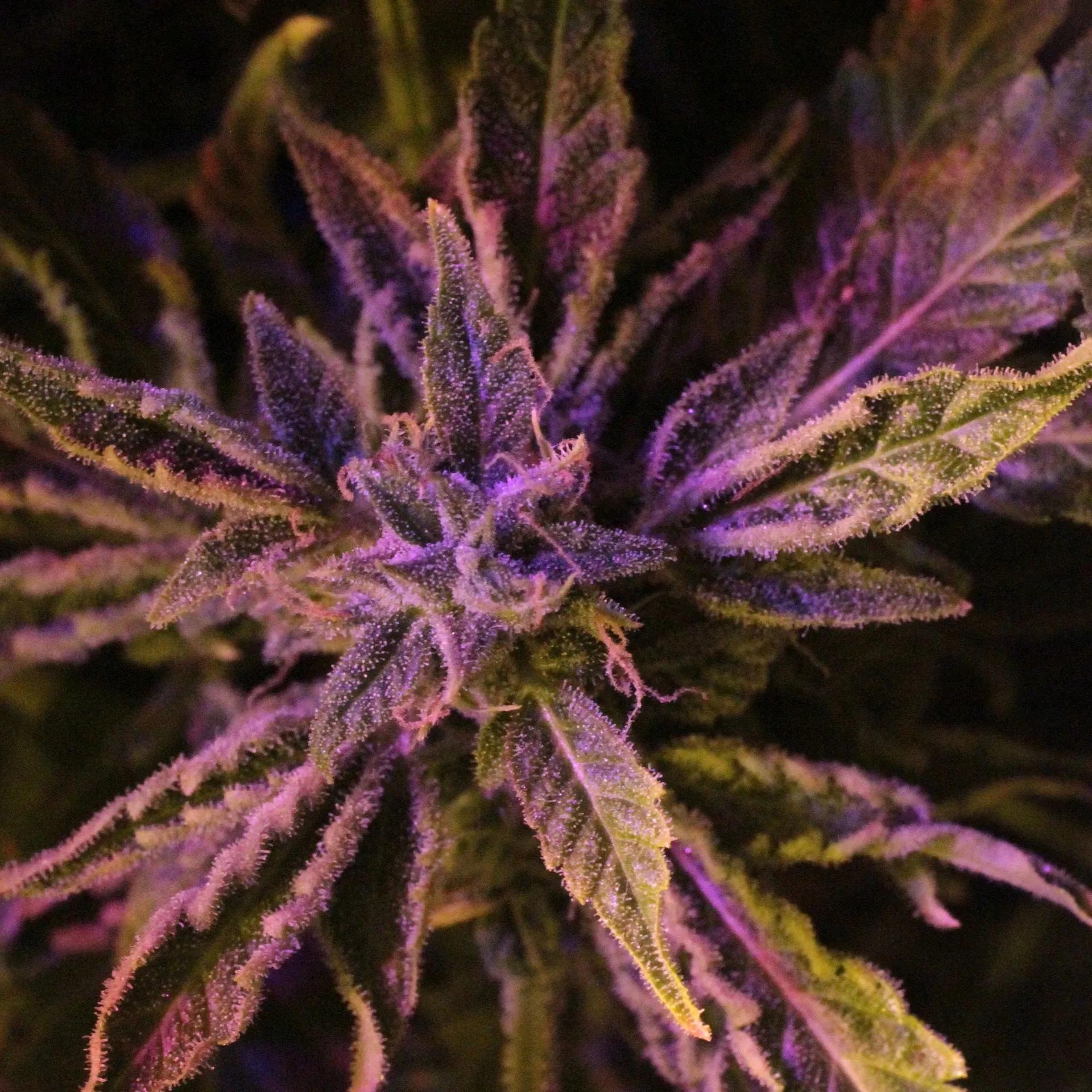 Doctor's Choice 1 Auto