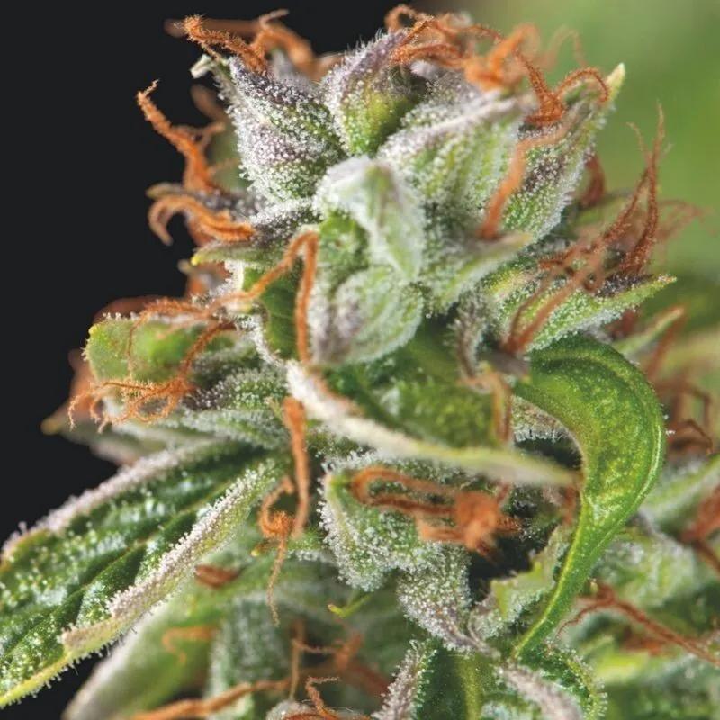 Double OG Haze
