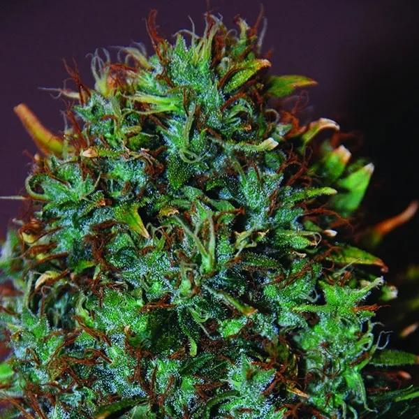 Expert Haze
