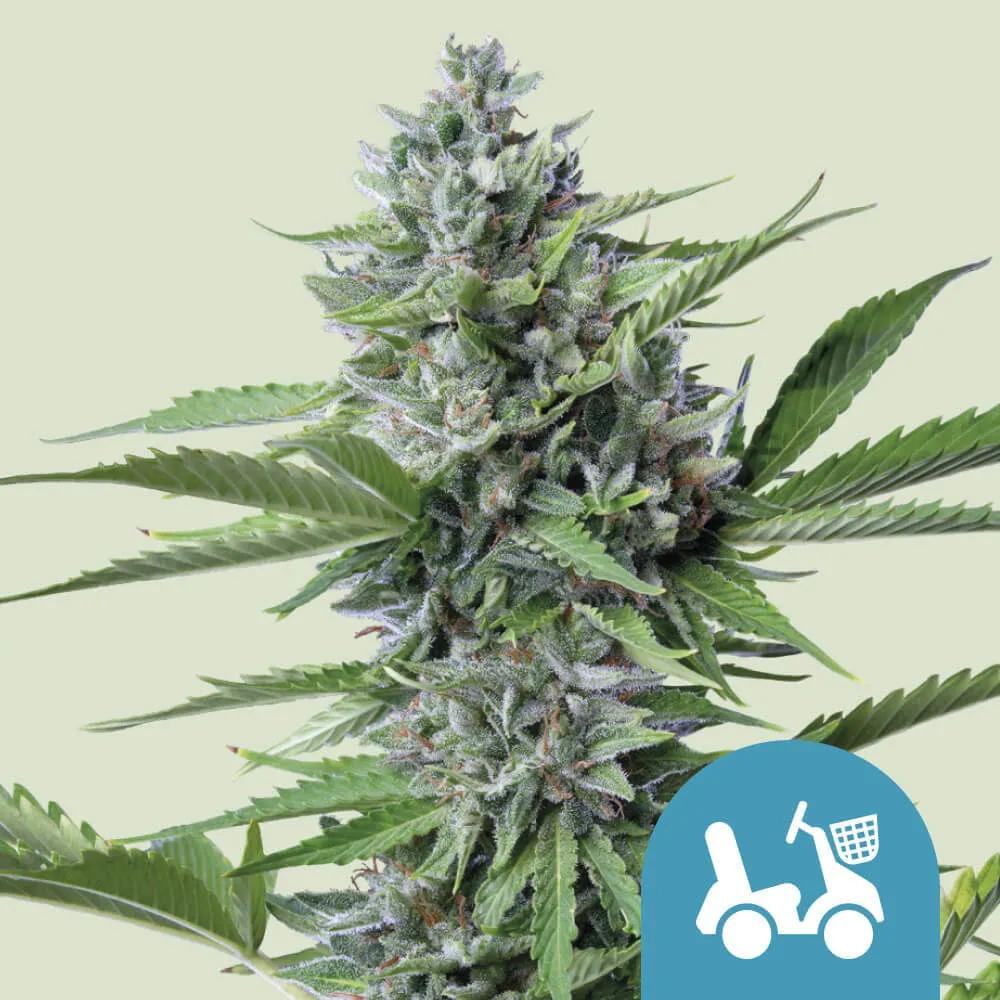 Fast Eddy Autoflower