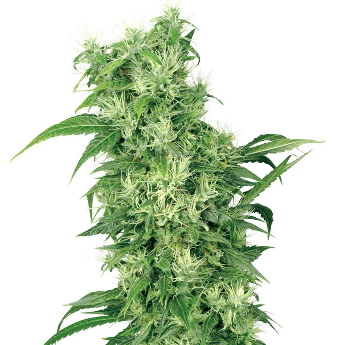 Female Mix