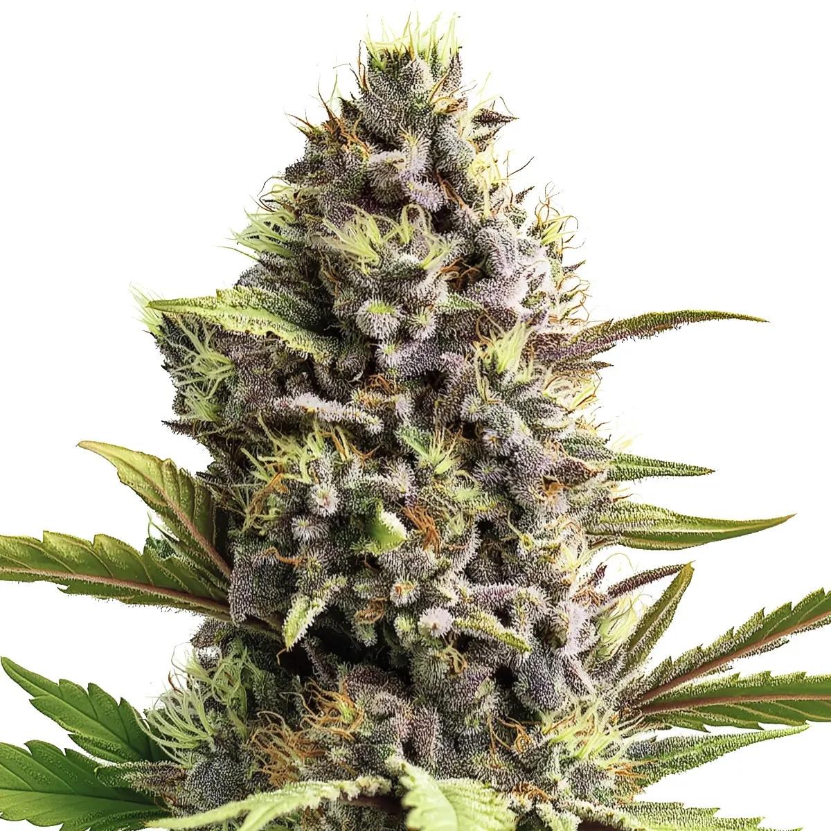 Forbidden Fruit